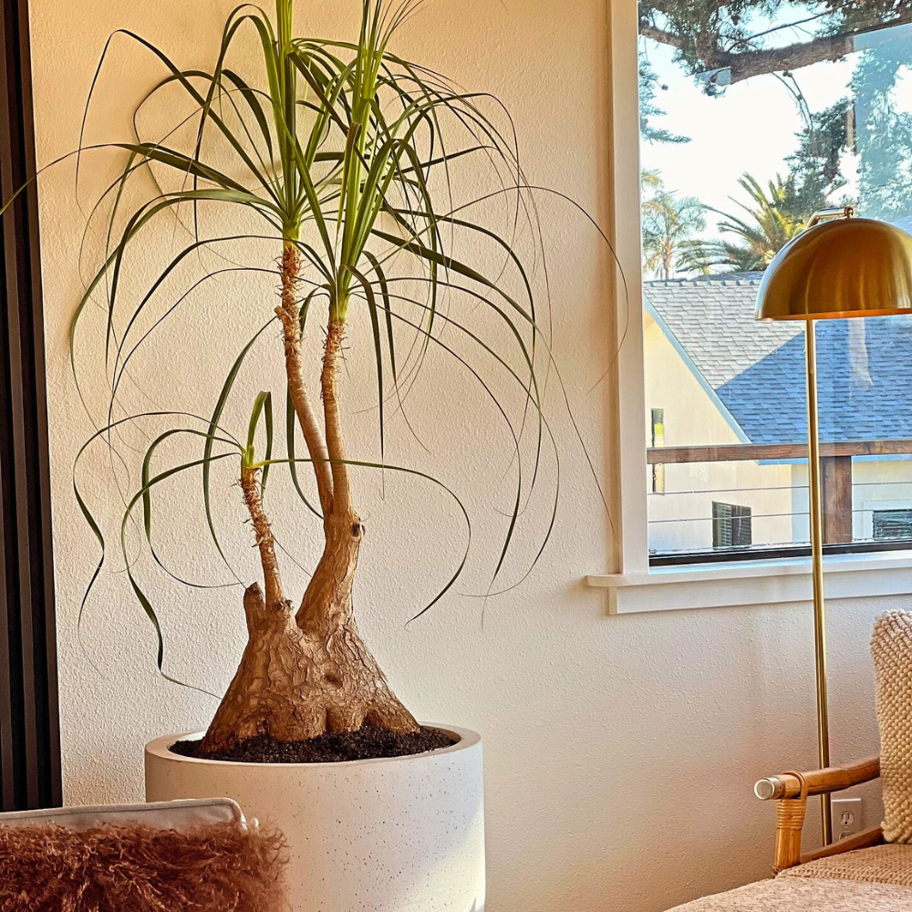 pet safe low light ponytail palm 1