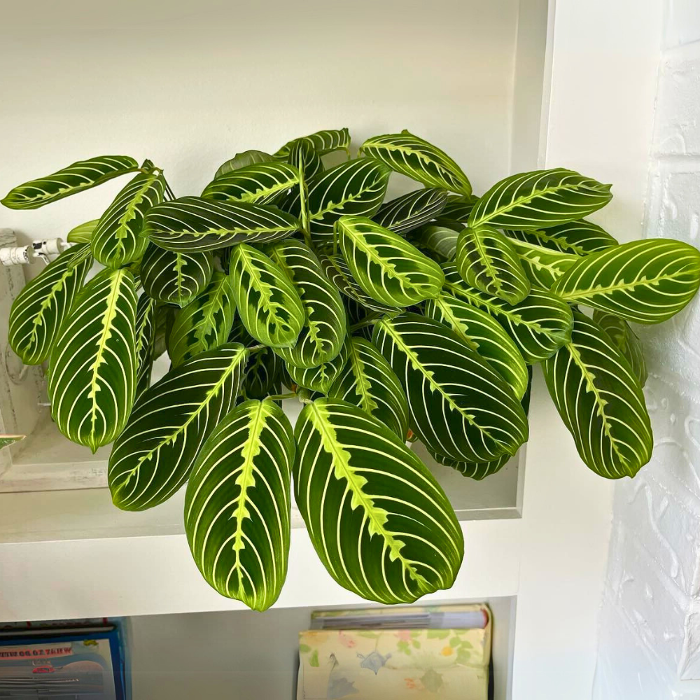 pet safe low light prayer plant 1