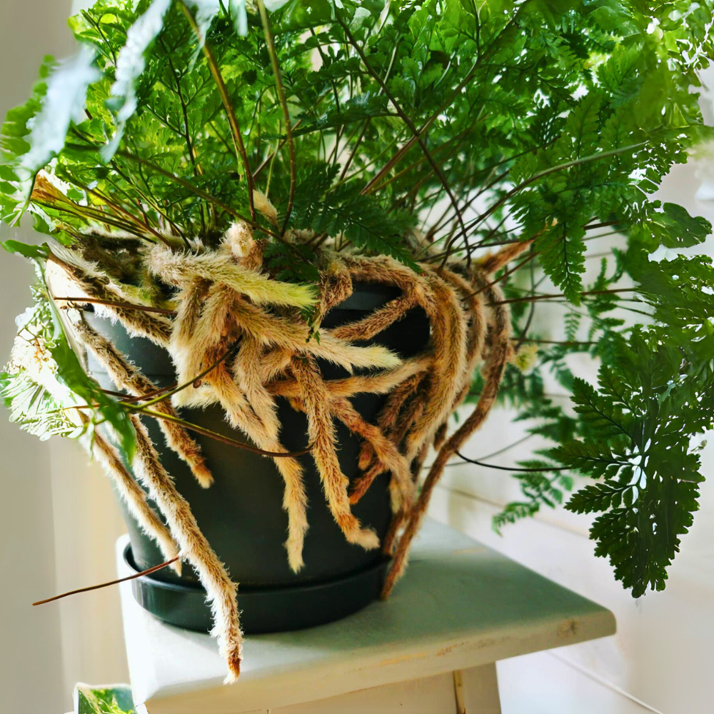 pet safe low light rabbits foot fern 1