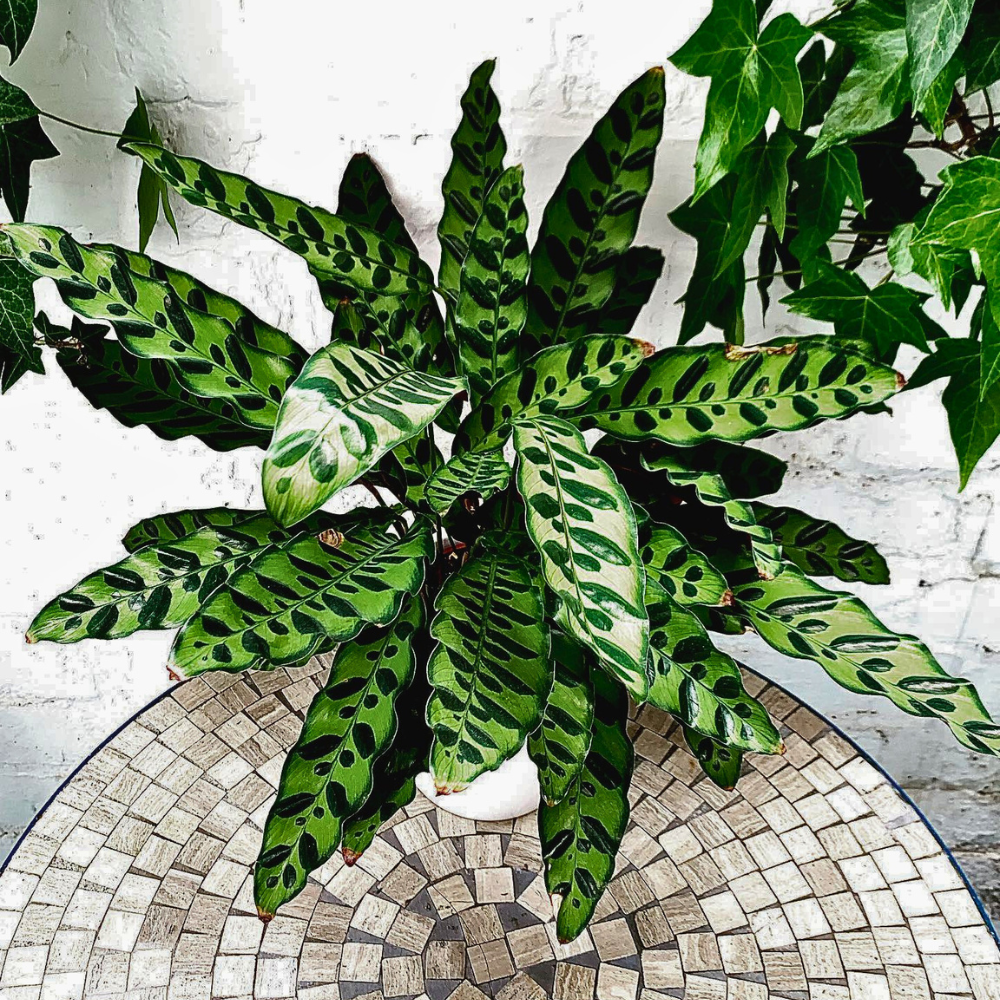 pet safe low light rattlesnake plant 1