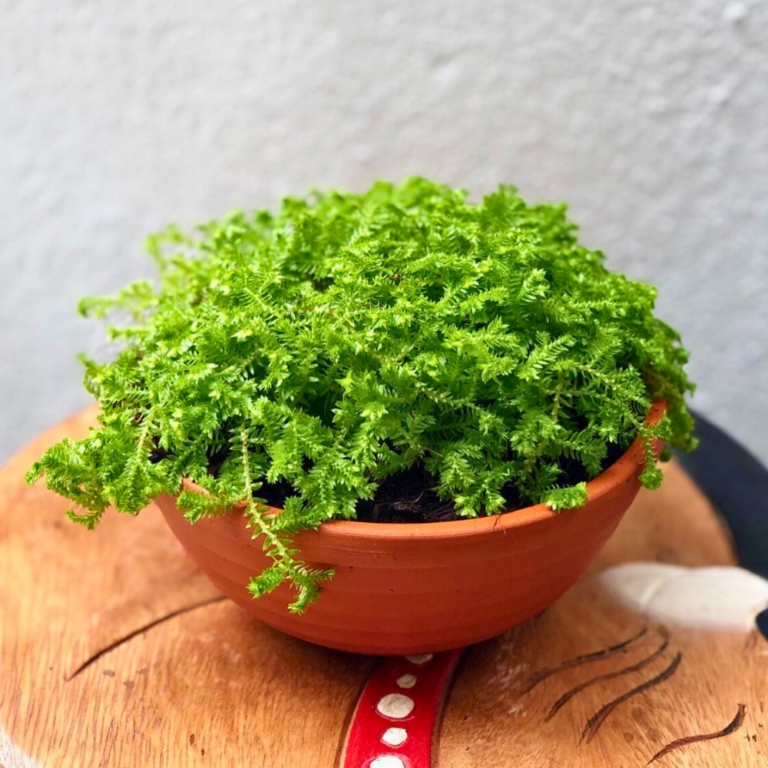 25 Pet-Safe Low Light House Plants: Keep Your Home Green and Your Pets Safe! | Houseplant Alley