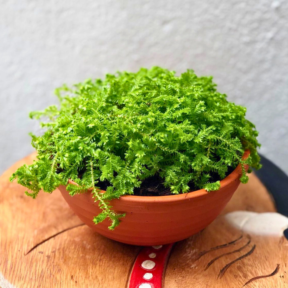 pet safe low light selaginella 1