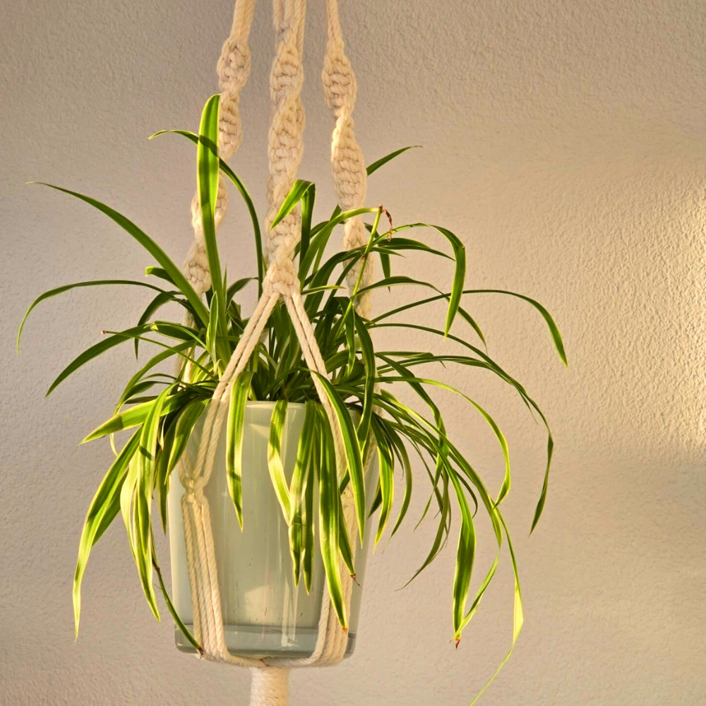 pet safe low light spider plant 1