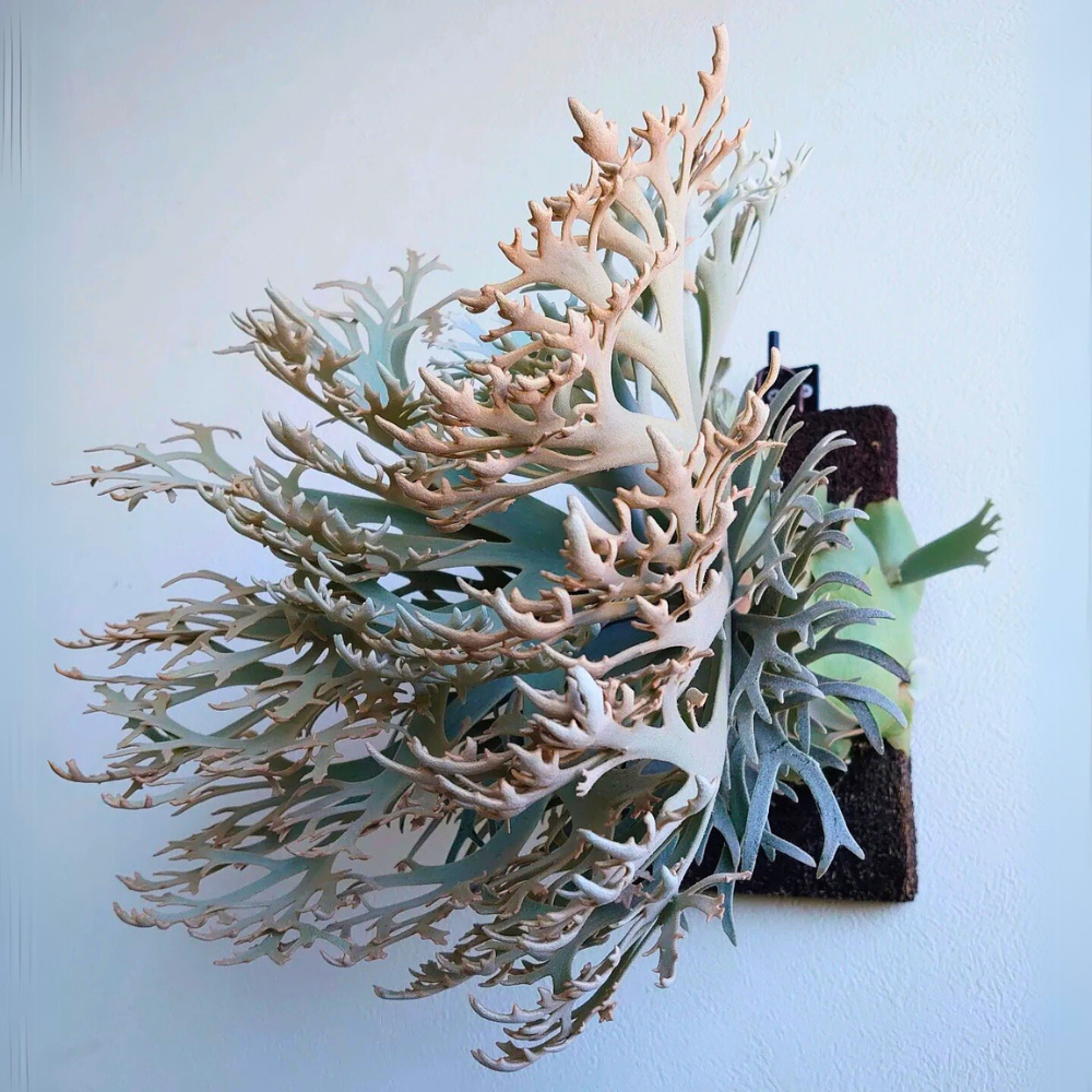 pet safe low light staghorn fern 1