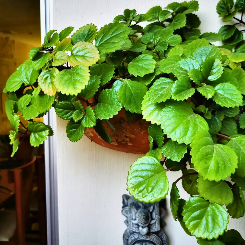 pet safe low light swedish ivy 1