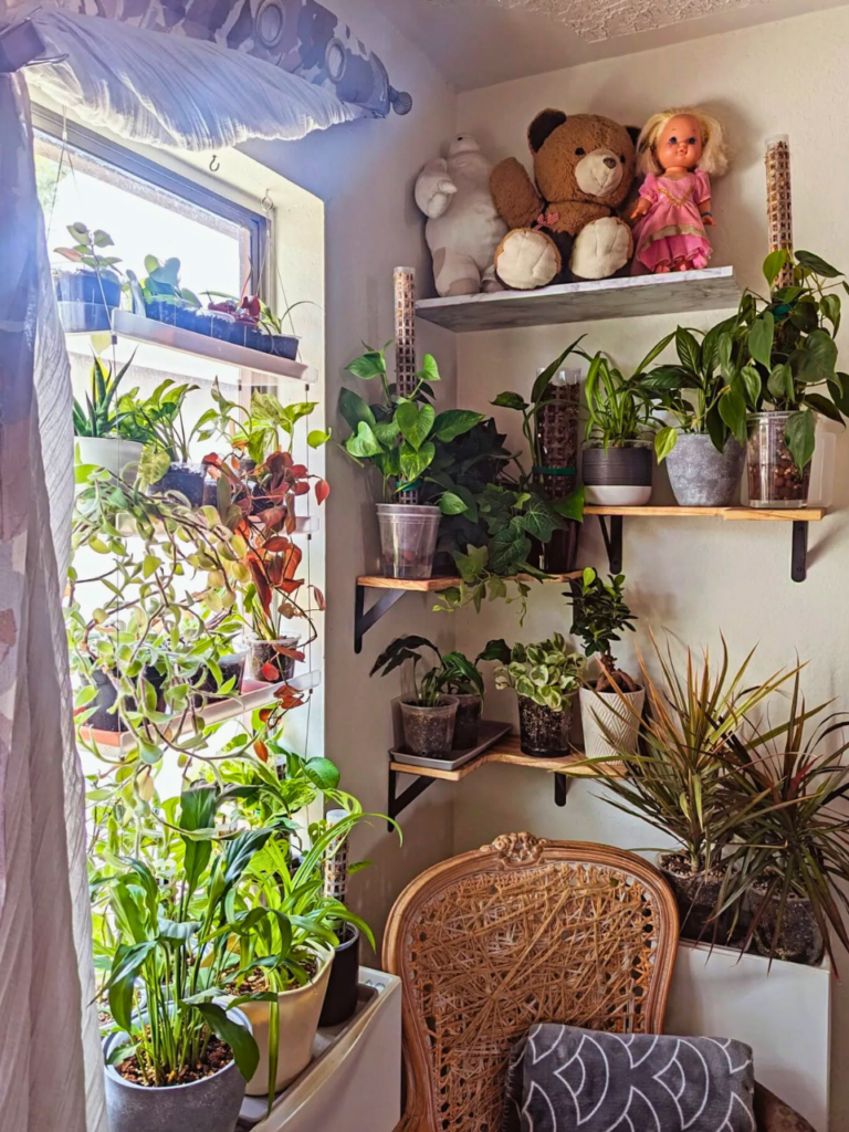 plants and window