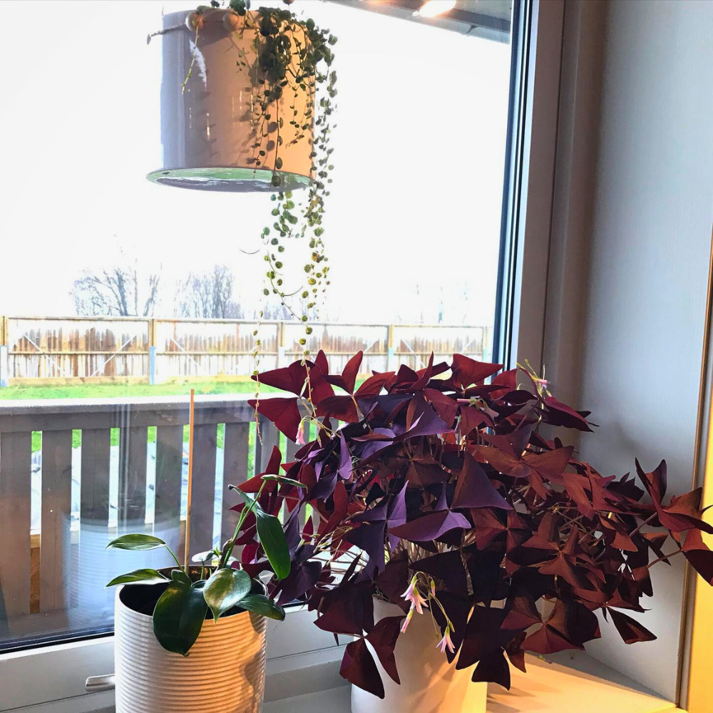 plants at kitchen window sill