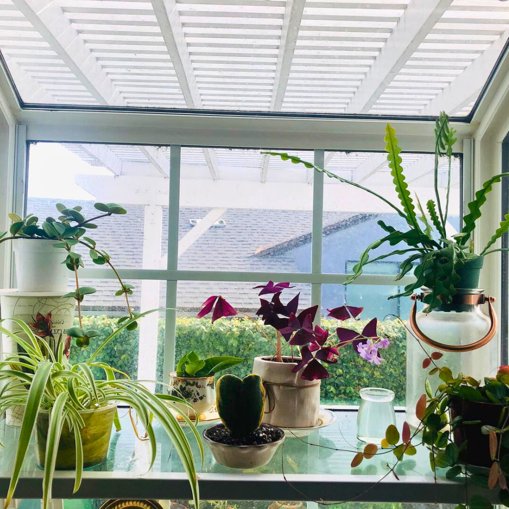 plants at kitchen window