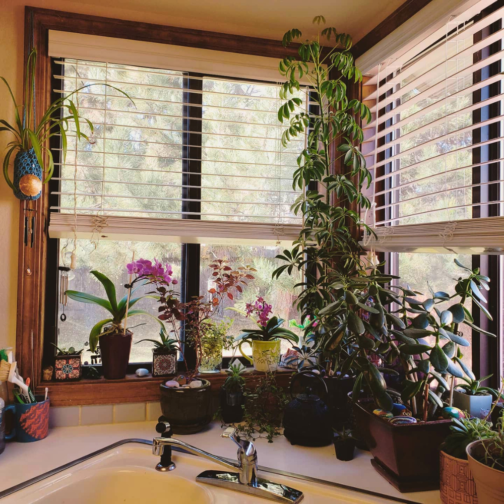 plants by kitchen sink window