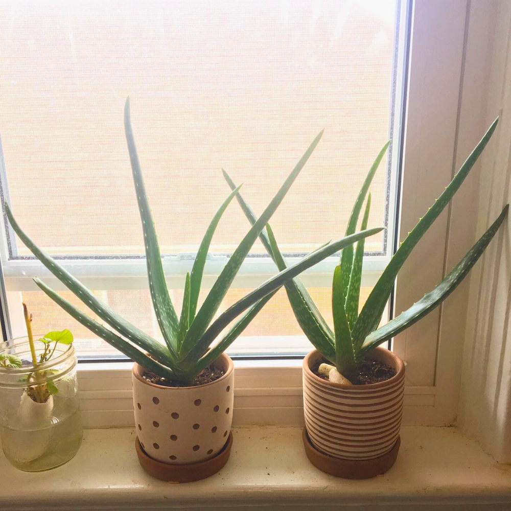plants by kitchen window
