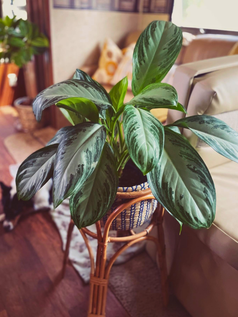 plants corner living room