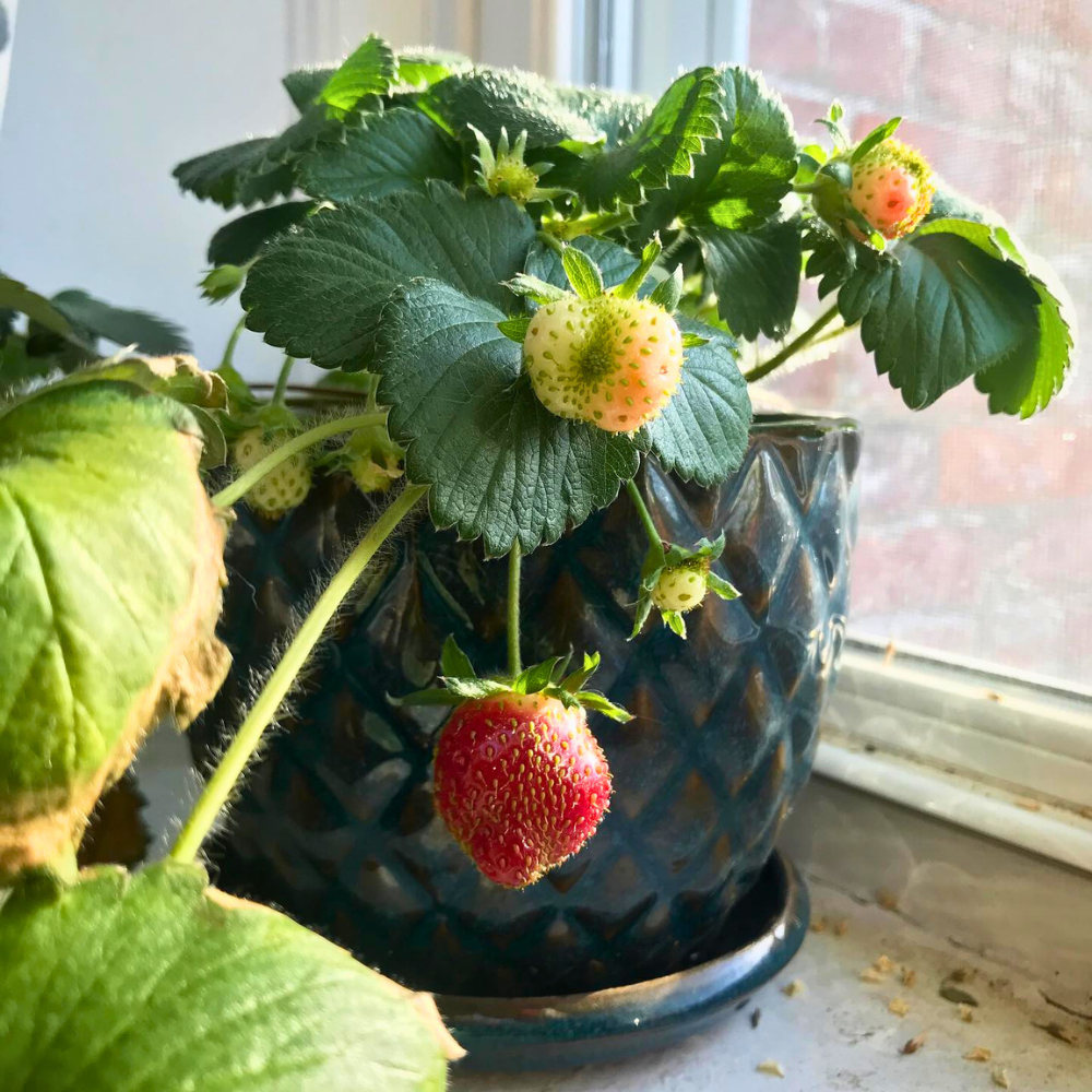 plants for kitchen window