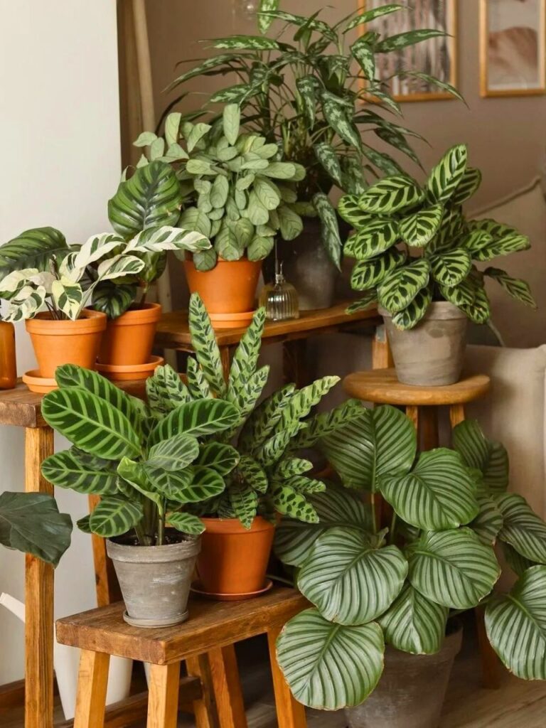 plants for living room 1
