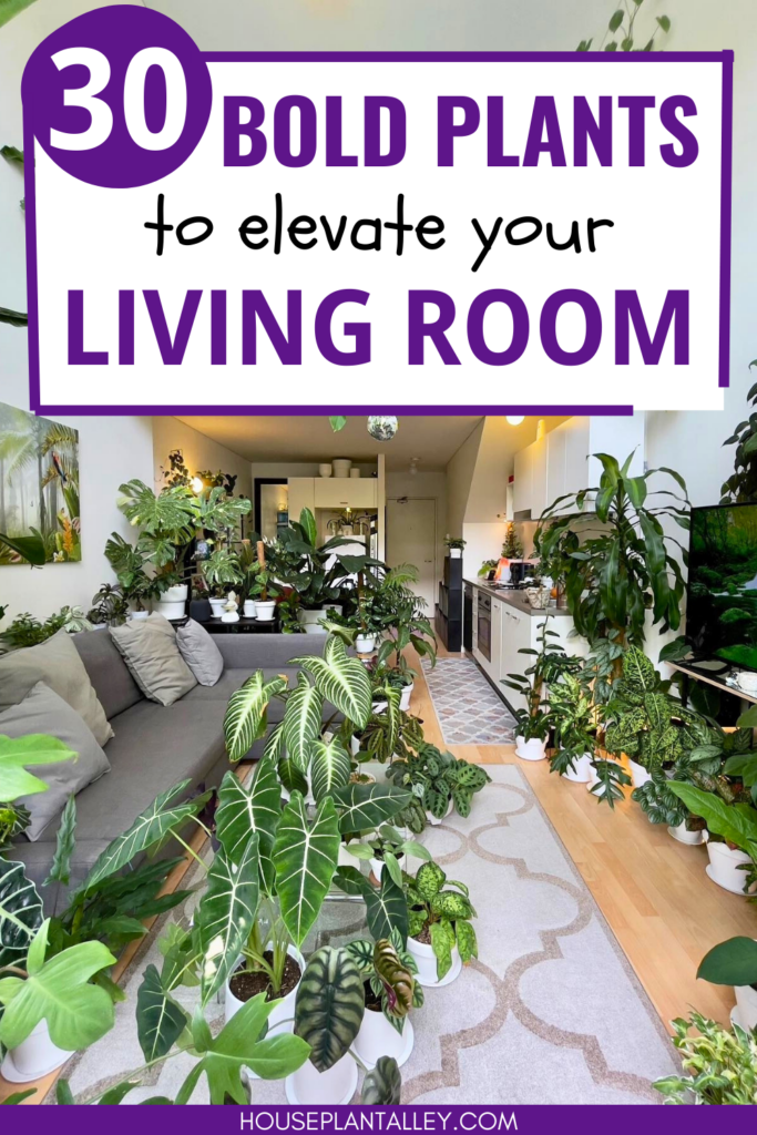 plants for living room
