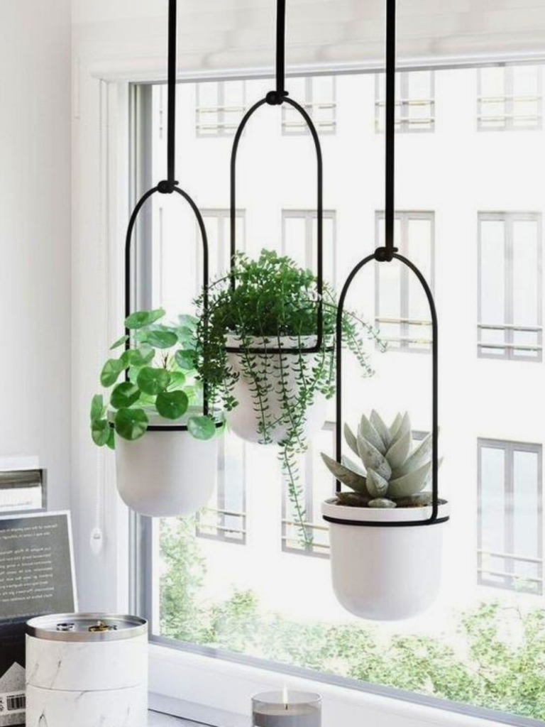 plants hanging in front of window