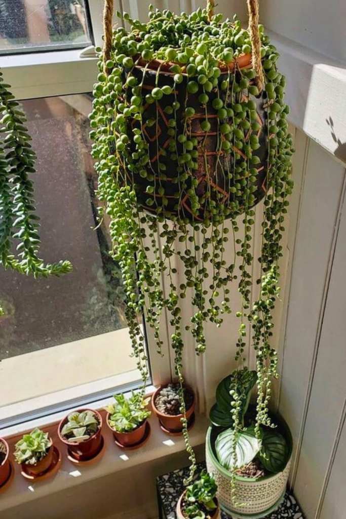 plants hanging indoor window