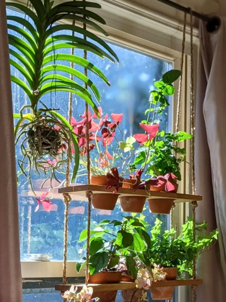 plants hanging near window