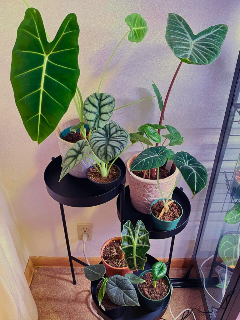 plants in corner of living room