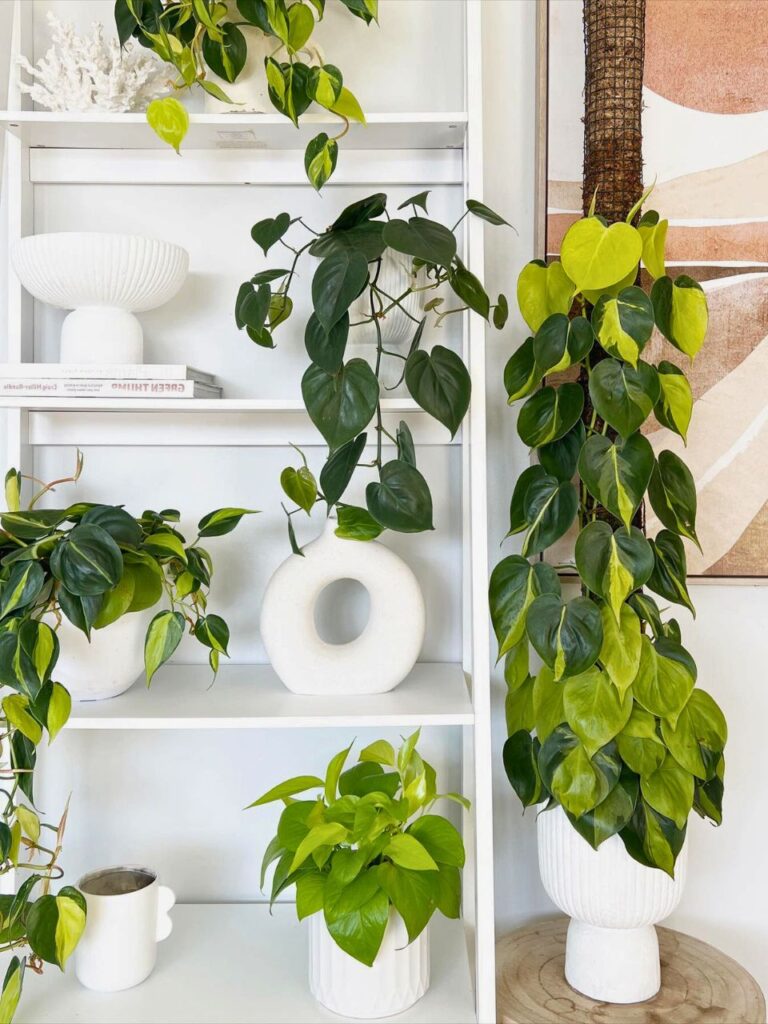 plants in living room 1
