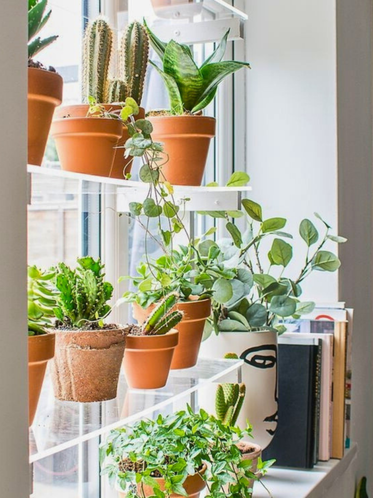 plants in window