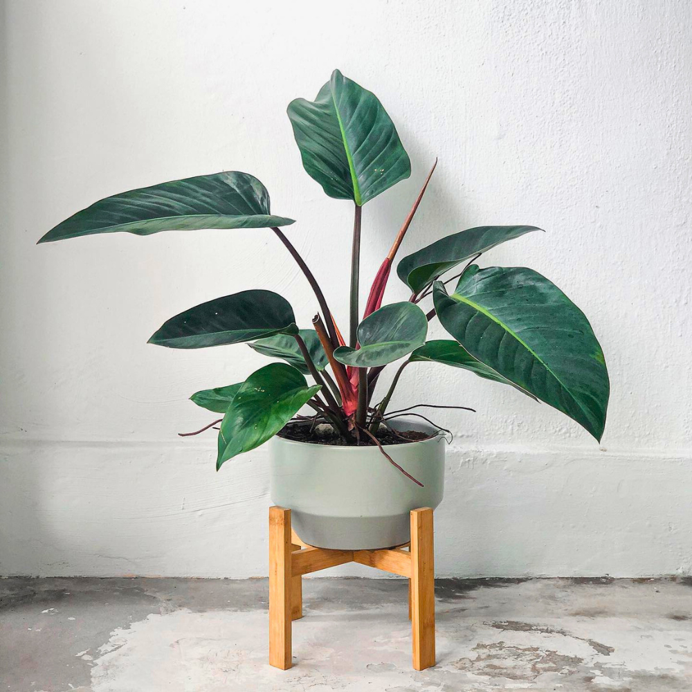 plants on stand for living room corner