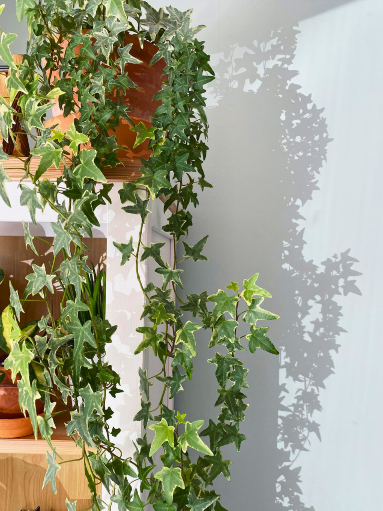 plants on window shelf 1