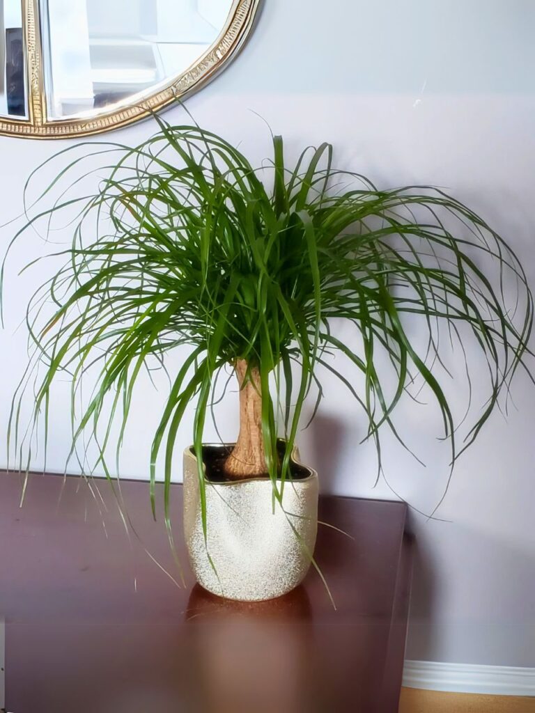 ponytail palm indoor