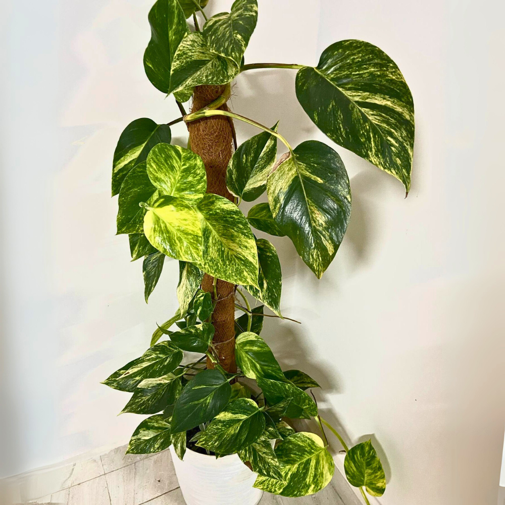 pothos for low light bathroom 1