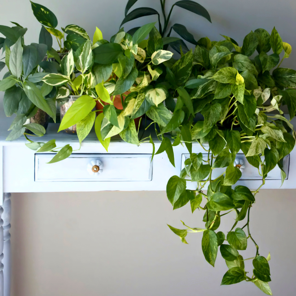 pothos for low light bedroom 1