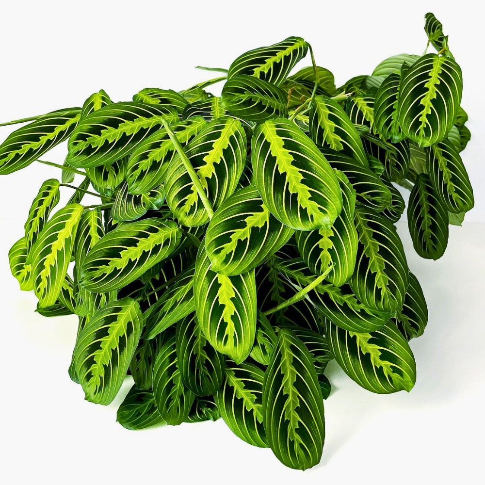 prayer plant for low light bedroom 1