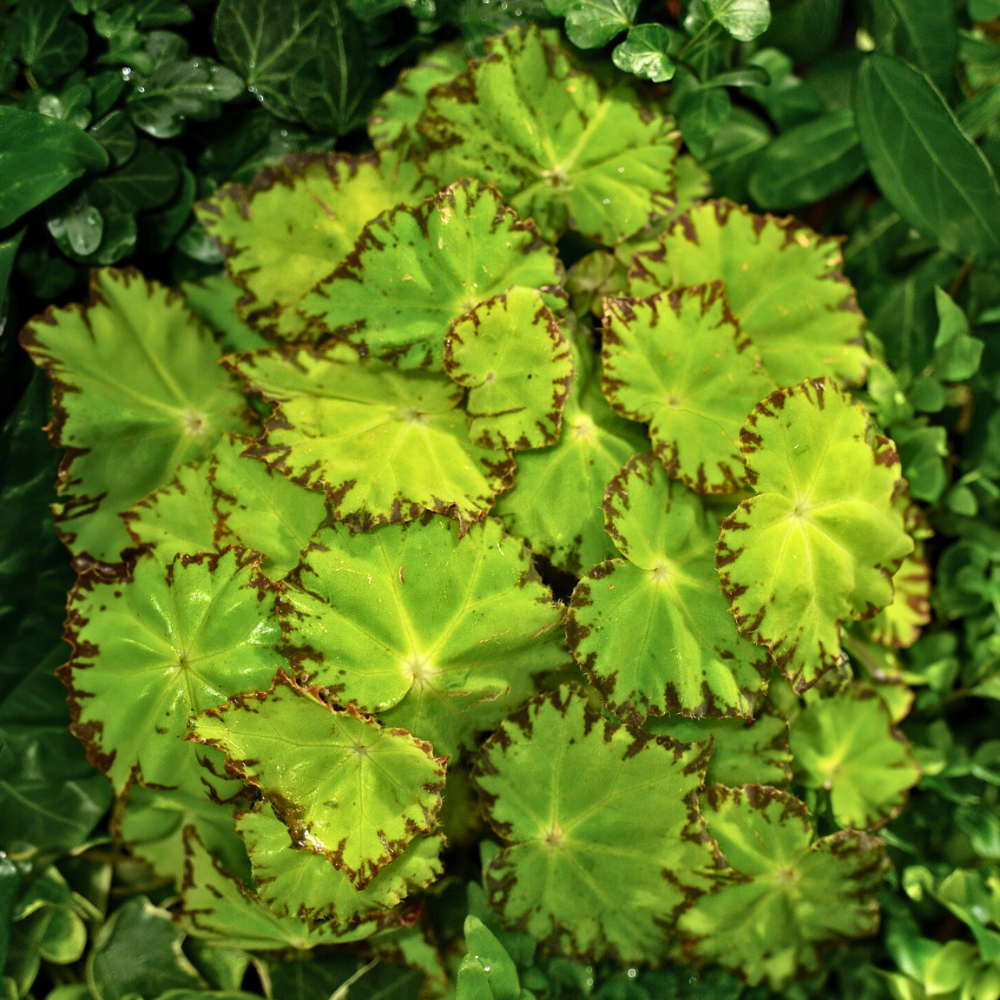 rex begonia for low light bedroom 1