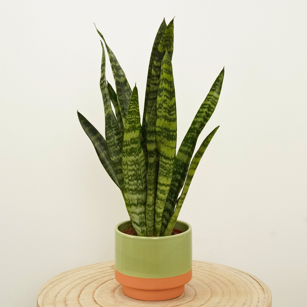 snake plant for low light bathroom 1