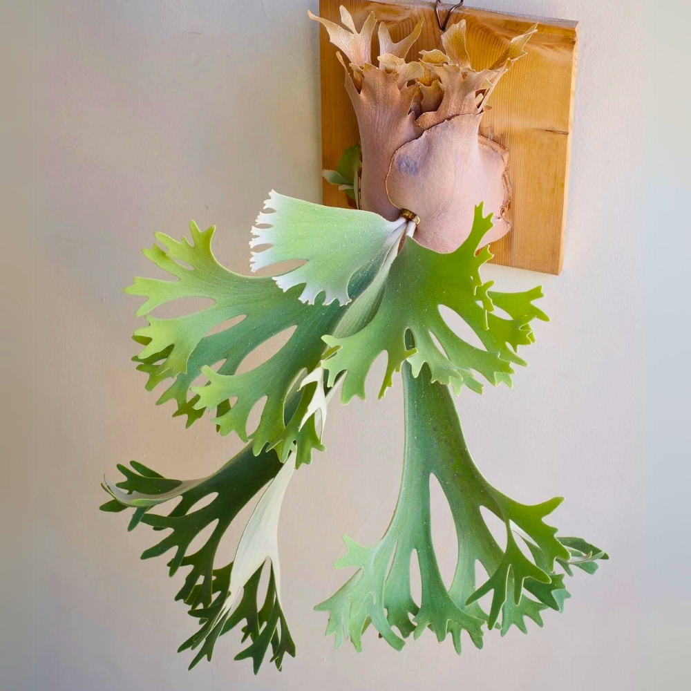 staghorn fern for low light bedroom 1