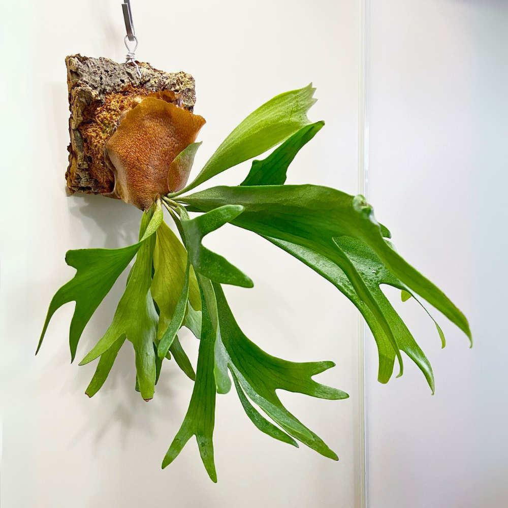 staghorn fern for low light office 1