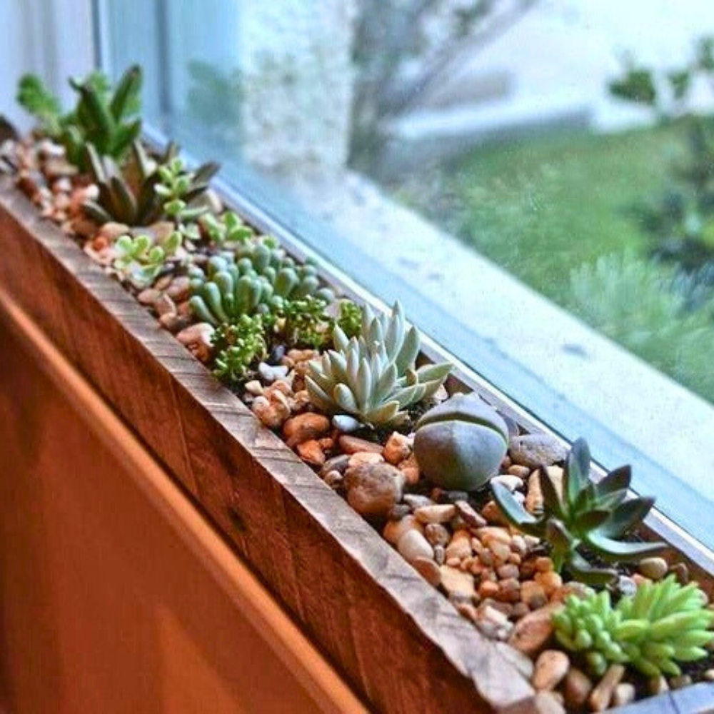 window for plants
