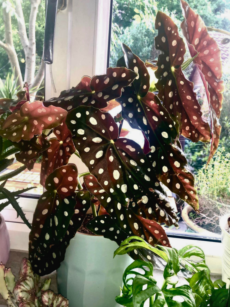 window kitchen sink plants