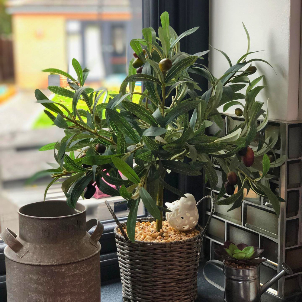window plants for kitchen