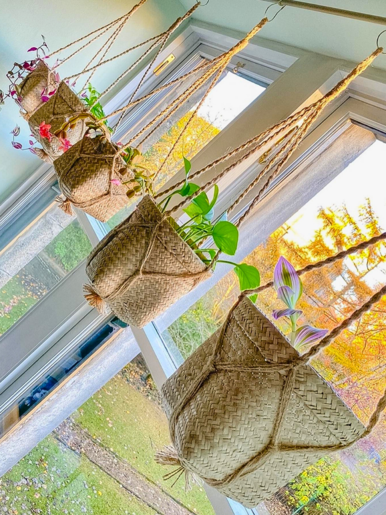 window plants hanging