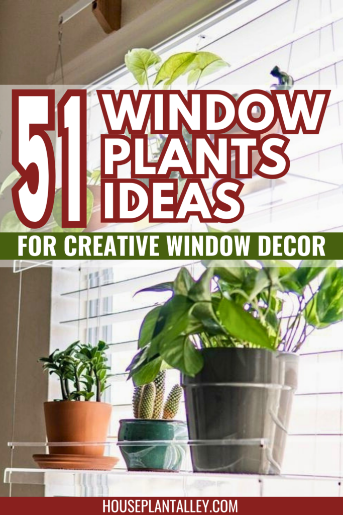 window plants ideas 2
