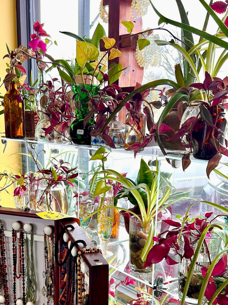 window shelf for plants