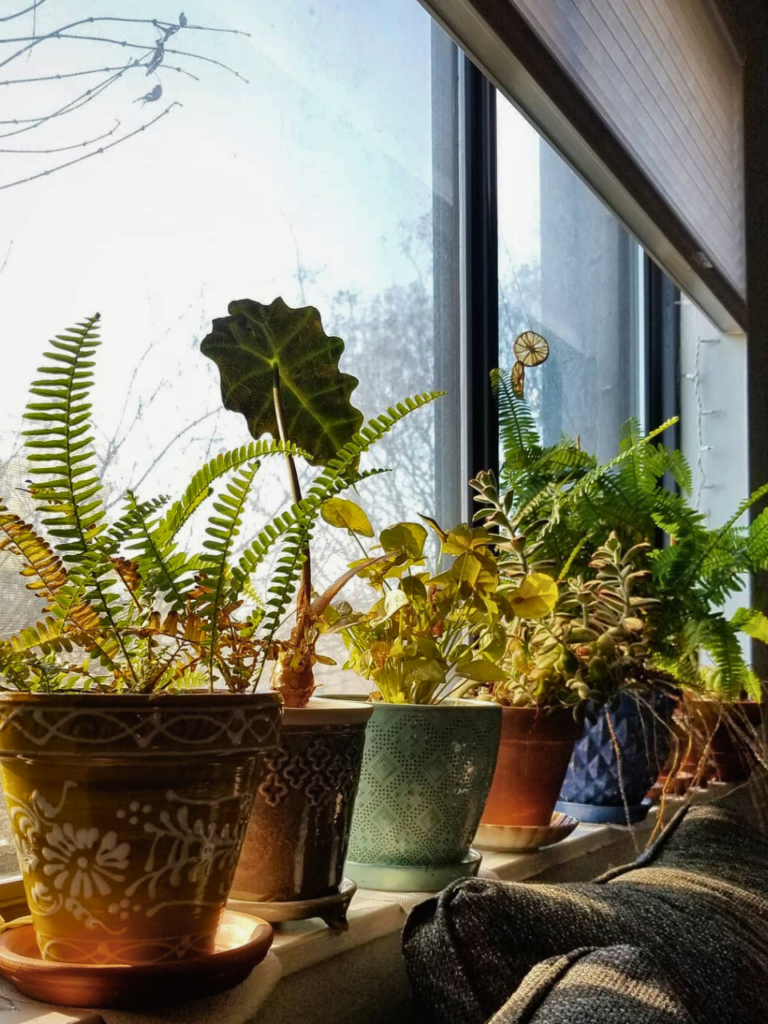 window sill plant shelf