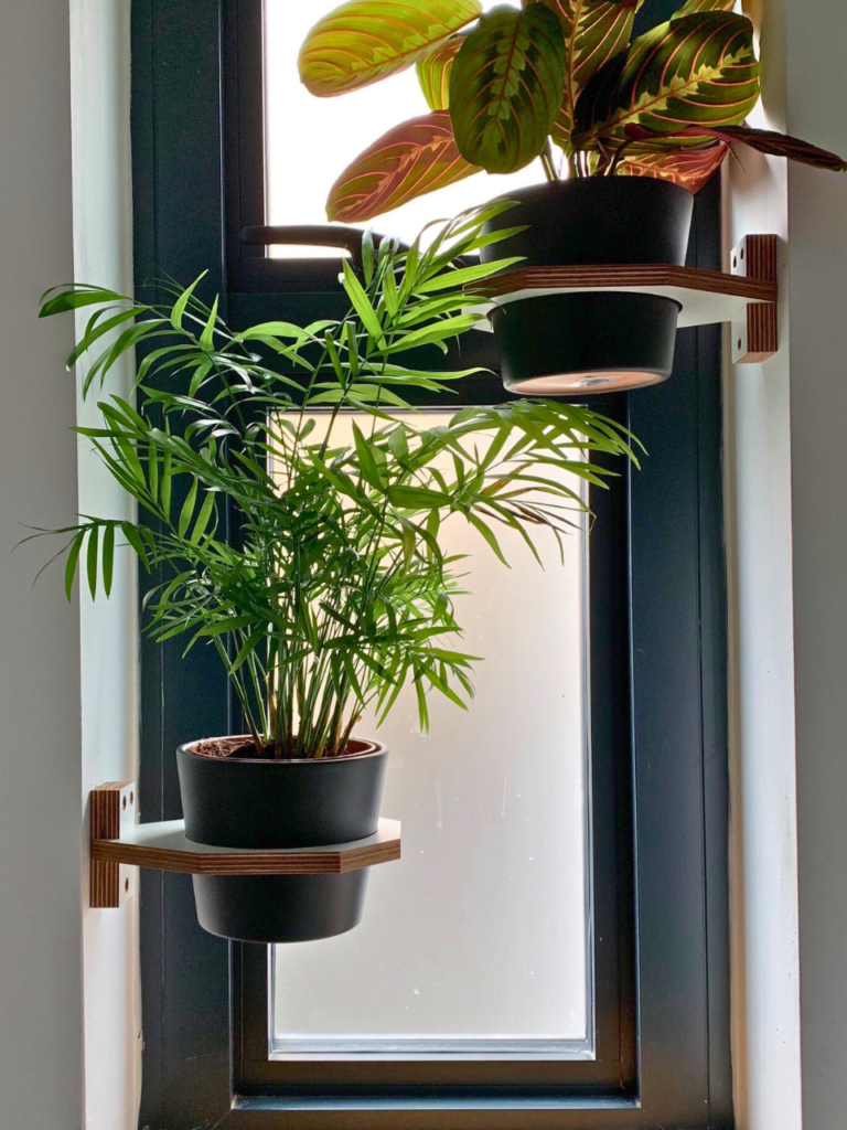 window wall plants