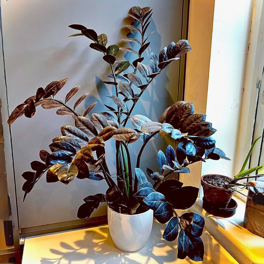 zz plant for low light bedroom 1