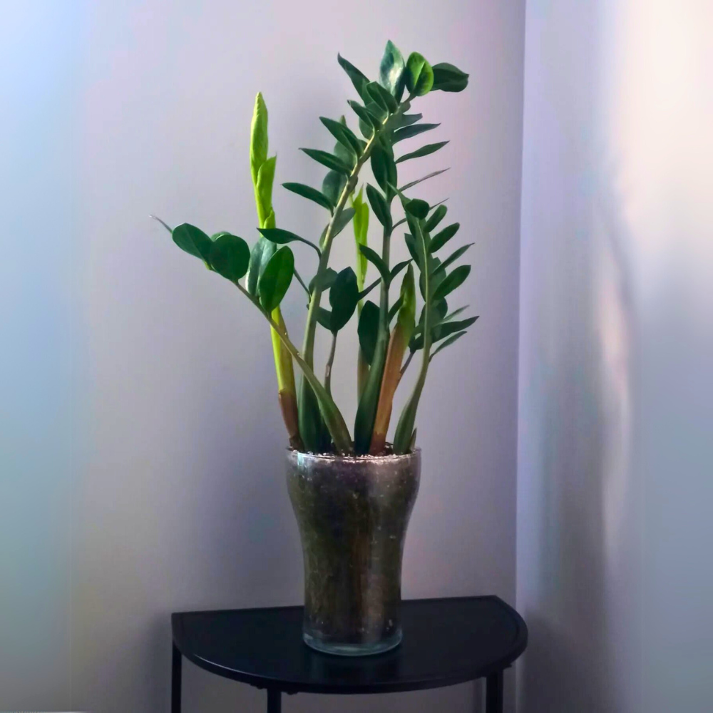 zz plant for low light office