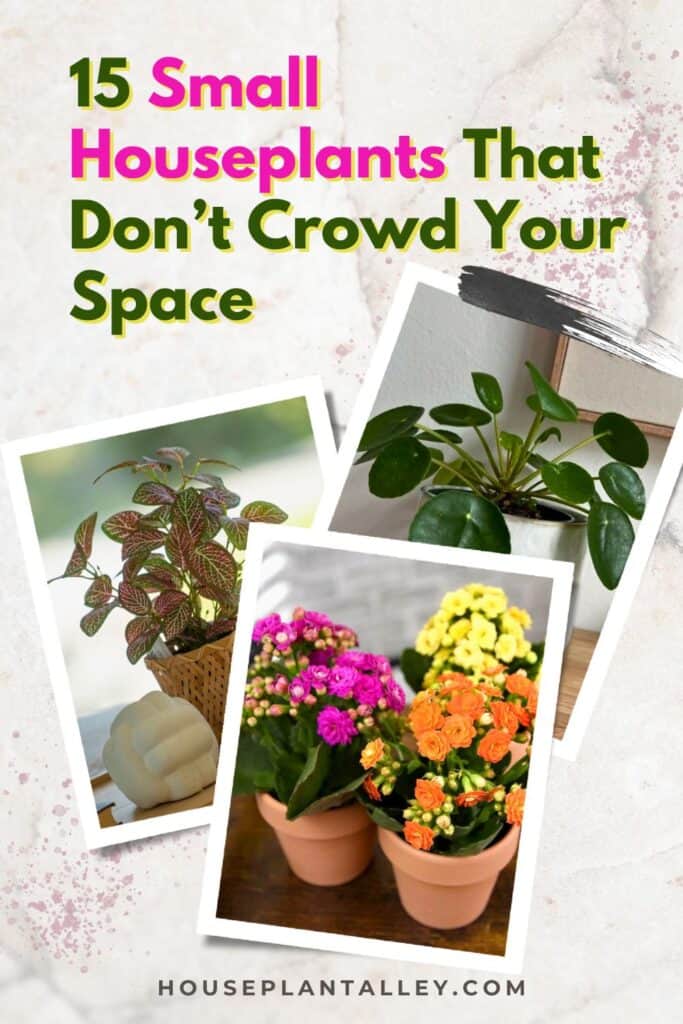 0500c 15 Compact Indoor Plants Perfect for Apartments Small Spaces