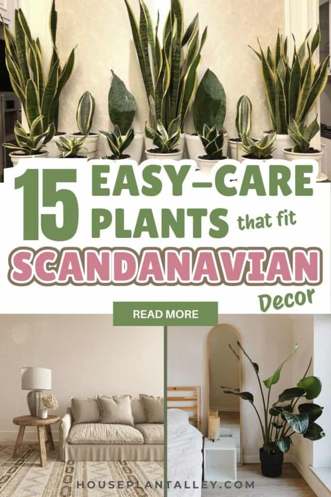 0501e 15 Minimalist Indoor Plants to Match Scandinavian Home Decor