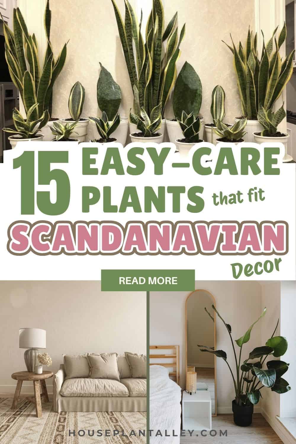 Image showcasing 15 Minimalist Indoor Plants for Scandinavian Decor | Houseplant Alley