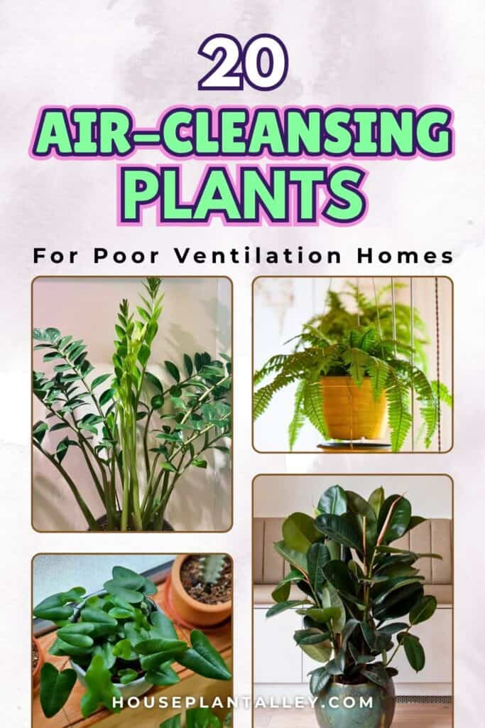 0505b 20 Air Purifying Indoor Plants That Thrive in Stagnant Air