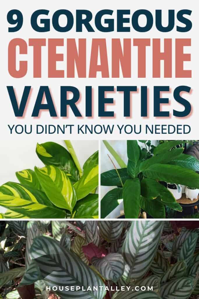 0516d 9 Stunning Ctenanthe Varieties With Photos Prayer Plant Care Propagation Tips Youll Love