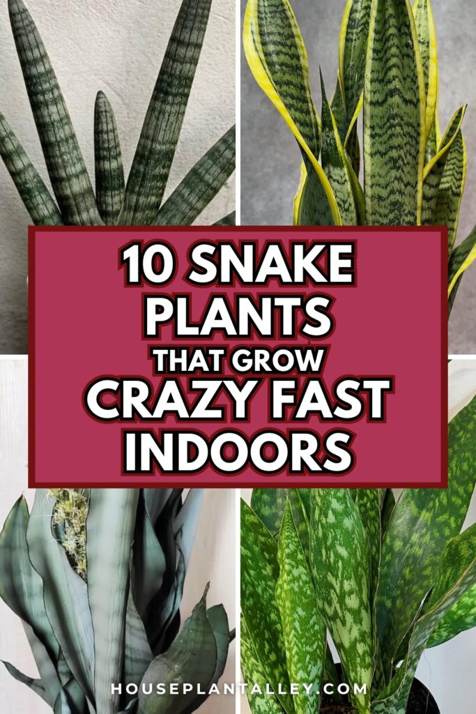 0535 10 Fast Growing Snake Plant Varieties for Indoor Decor Low Light Sansevieria Care